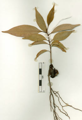 APII jpeg image of Cryptocarya densiflora  © contact APII