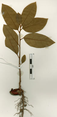 APII jpeg image of Endiandra monothyra subsp. monothyra  © contact APII