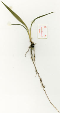 APII jpeg image of Dianella caerulea var. Theresa Creek (W.G.Trapnell 26  © contact APII