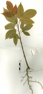 APII jpeg image of Canarium vitiense  © contact APII