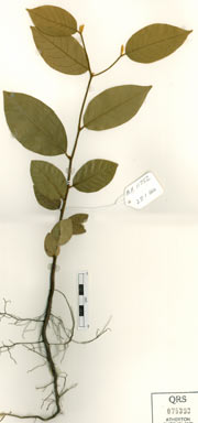 APII jpeg image of Mitrephora diversifolia  © contact APII