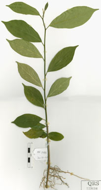 APII jpeg image of Alangium villosum subsp. polyosmoides  © contact APII