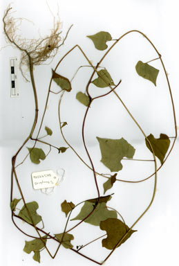 APII jpeg image of Ipomoea hederifolia  © contact APII