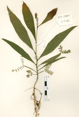 APII jpeg image of Acacia cincinnata  © contact APII
