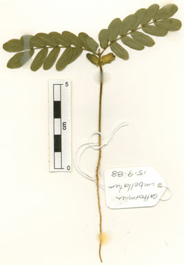 APII jpeg image of Cathormion umbellatum subsp. moniliforme  © contact APII