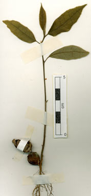 APII jpeg image of Antiaris toxicaria subsp. macrophylla  © contact APII