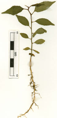 APII jpeg image of Streblus glaber subsp. australianus  © contact APII