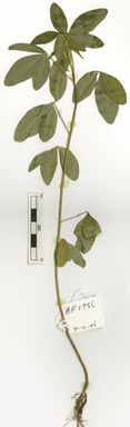 APII jpeg image of Crotalaria lanceolata  © contact APII