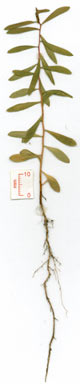 APII jpeg image of Melaleuca bracteata  © contact APII