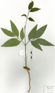 APII jpeg image of Dysoxylum latifolium  © contact APII