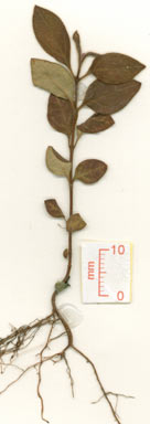 APII jpeg image of Rhodomyrtus pervagata  © contact APII