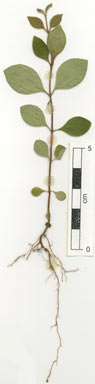 APII jpeg image of Rhodomyrtus sericea  © contact APII