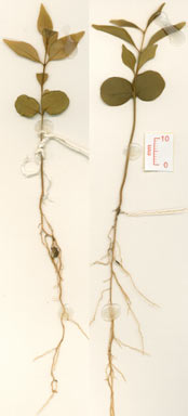 APII jpeg image of Ligustrum australianum  © contact APII