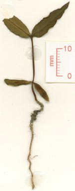 APII jpeg image of Notelaea longifolia  © contact APII