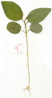 APII jpeg image of Passiflora edulis  © contact APII