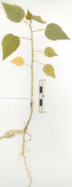 APII jpeg image of Passiflora foetida  © contact APII