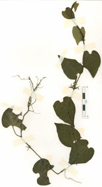 APII jpeg image of Piper hederaceum var. longiorispicum  © contact APII