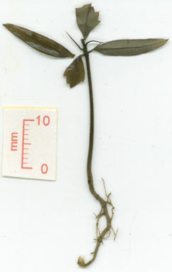 APII jpeg image of Pittosporum spinescens  © contact APII
