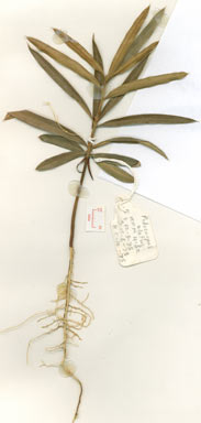 APII jpeg image of Podocarpus elatus  © contact APII