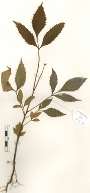 APII jpeg image of Carnarvonia araliifolia var. montana  © contact APII