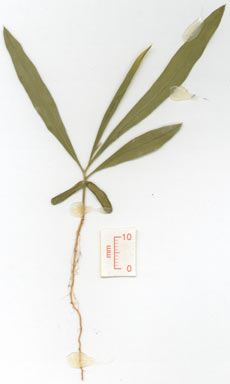 APII jpeg image of Grevillea pteridifolia  © contact APII