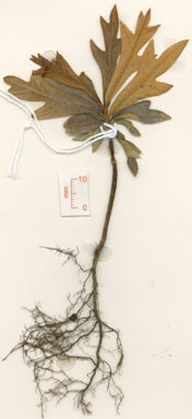 APII jpeg image of Musgravea heterophylla  © contact APII