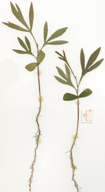 APII jpeg image of Stenocarpus sp. Hinchinbrook Is. (F.D.Hocking AQ229860)  © contact APII