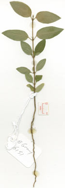 APII jpeg image of Antirhea ovatifolia  © contact APII