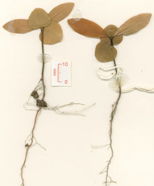 APII jpeg image of Ixora timorensis  © contact APII