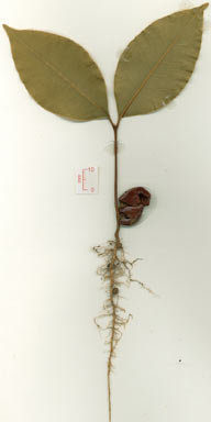 APII jpeg image of Mischocarpus grandissimus  © contact APII