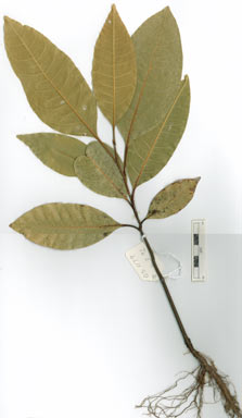 APII jpeg image of Mischocarpus macrocarpus  © contact APII