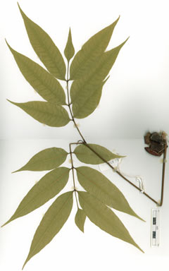 APII jpeg image of Mischarytera megaphylla  © contact APII