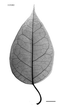 APII jpeg image of Leichhardtia rostrata  © contact APII