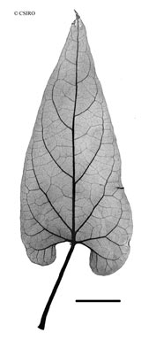 APII jpeg image of Cynanchum pedunculatum  © contact APII