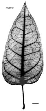 APII jpeg image of Parsonsia latifolia  © contact APII