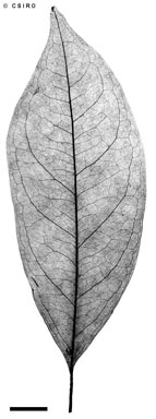 APII jpeg image of Terminalia oblongata subsp. oblongata  © contact APII