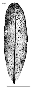 APII jpeg image of Crotalaria mysorensis  © contact APII