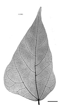 APII jpeg image of Rhynchosia acuminatissima  © contact APII