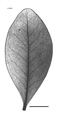 APII jpeg image of Leionema ellipticum  © contact APII