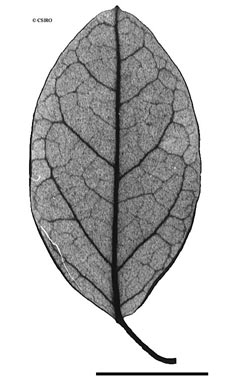 APII jpeg image of Leichhardtia connivens  © contact APII