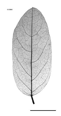 APII jpeg image of Austrosteenisia stipularis  © contact APII