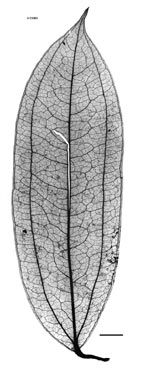 APII jpeg image of Smilax aculeatissima  © contact APII
