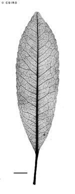 APII jpeg image of Elaeocarpus sericopetalus  © contact APII