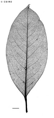 APII jpeg image of Corynocarpus cribbianus  © contact APII