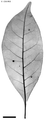 APII jpeg image of Synoum glandulosum subsp. paniculosum  © contact APII