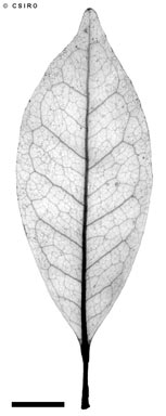 APII jpeg image of Canarium australasicum  © contact APII