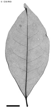 APII jpeg image of Brombya platynema  © contact APII
