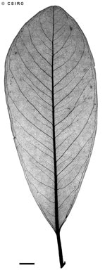 APII jpeg image of Myrsine achradifolia  © contact APII