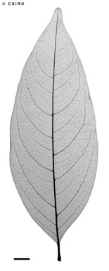 APII jpeg image of Mischocarpus exangulatus  © contact APII