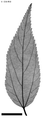 APII jpeg image of Trema tomentosa var. aspera  © contact APII